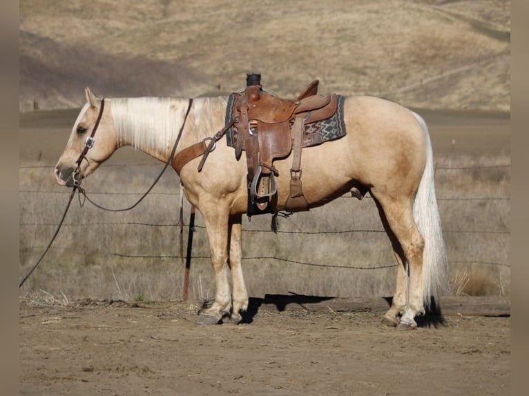 American Quarter Horse Gelding 14 years 15 hh Palomino in Paicines CA