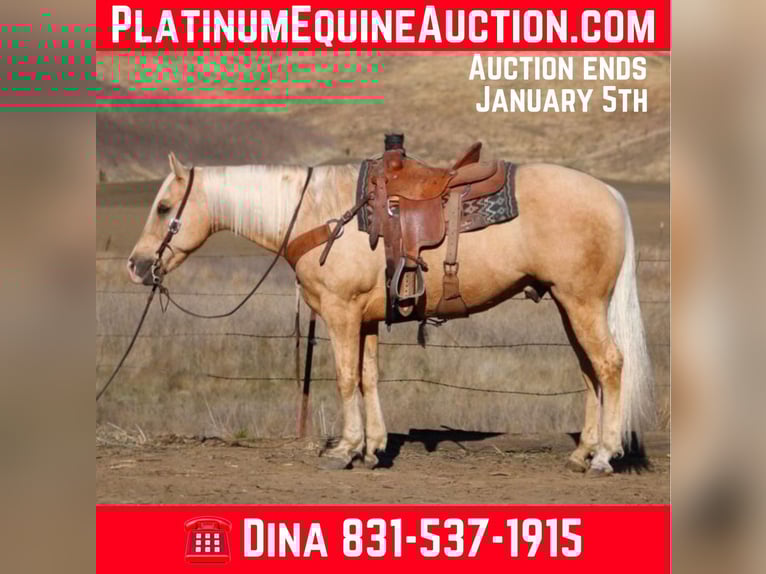 American Quarter Horse Gelding 14 years 15 hh Palomino in Paicines CA