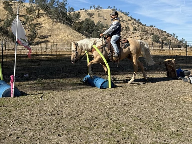 American Quarter Horse Gelding 14 years 15 hh Palomino in Paicines CA