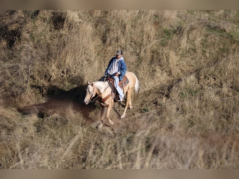 American Quarter Horse Gelding 14 years 15 hh Palomino in Paicines CA