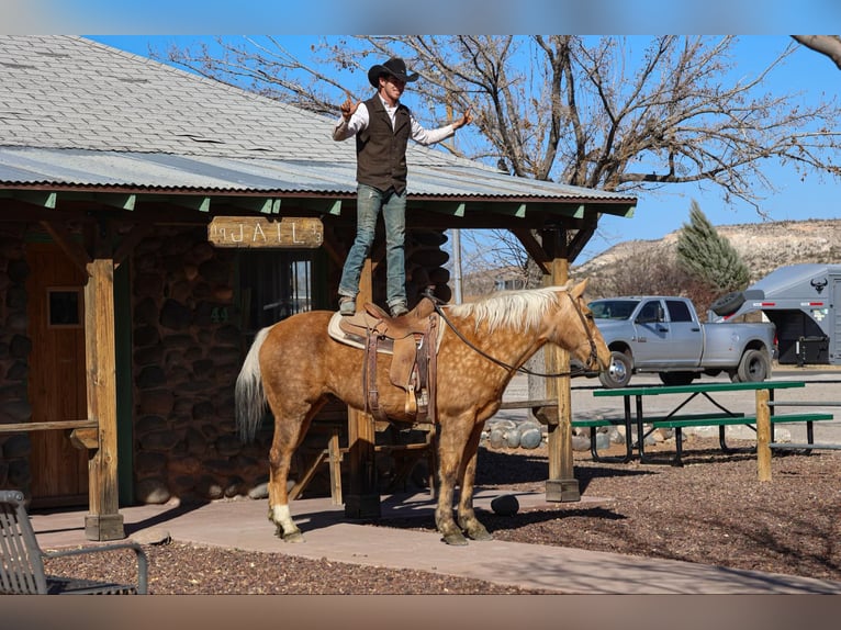 American Quarter Horse Gelding 14 years 15 hh Palomino in Camp Verde AZ