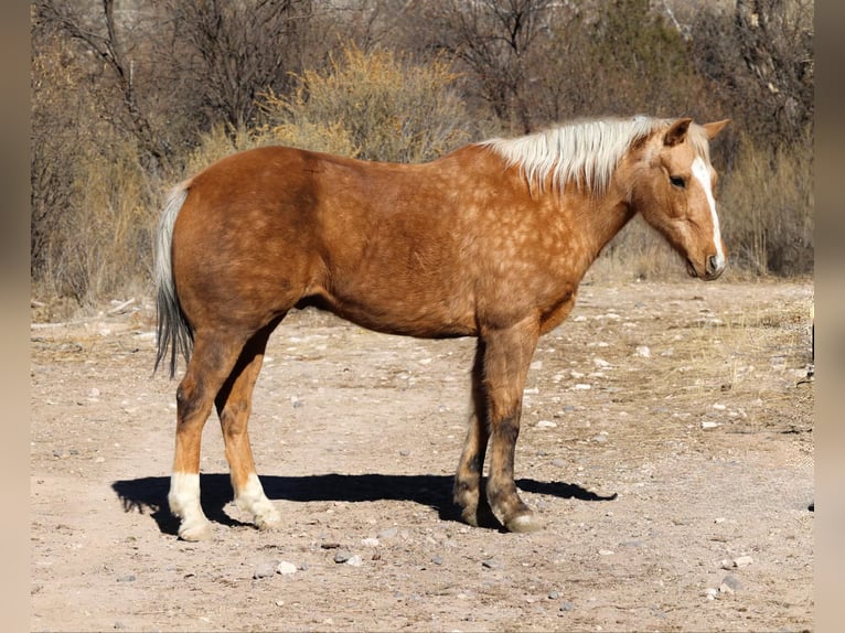 American Quarter Horse Gelding 14 years 15 hh Palomino in Camp Verde AZ