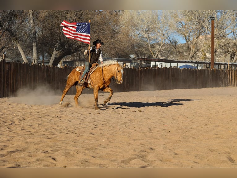 American Quarter Horse Gelding 14 years 15 hh Palomino in Camp Verde AZ