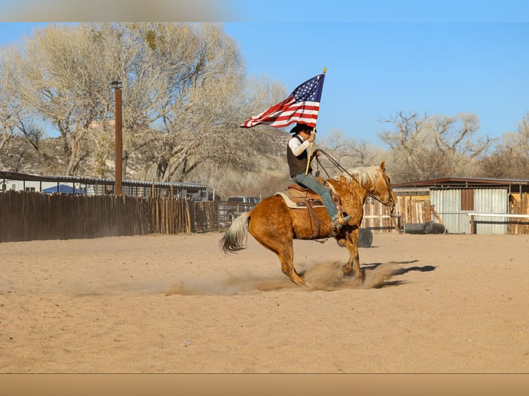 American Quarter Horse Gelding 14 years 15 hh Palomino in Camp Verde AZ