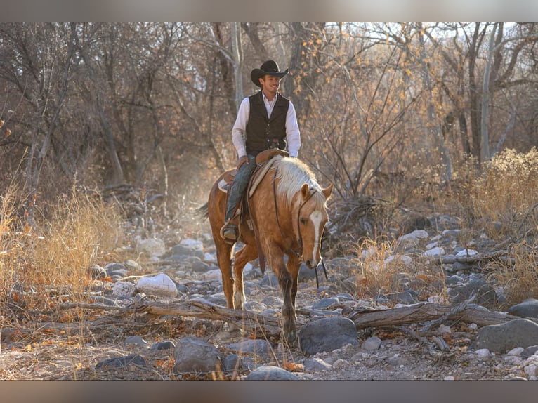 American Quarter Horse Gelding 14 years 15 hh Palomino in Camp Verde AZ