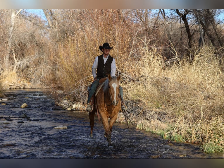 American Quarter Horse Gelding 14 years 15 hh Palomino in Camp Verde AZ