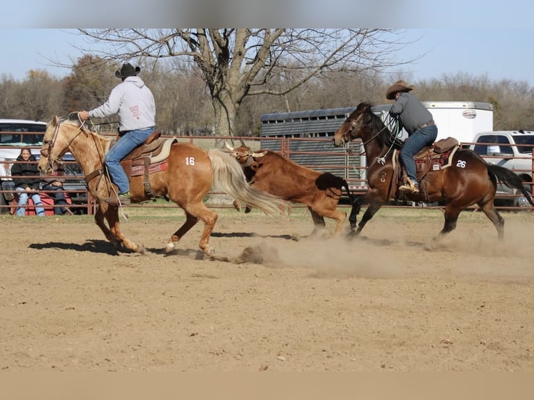 American Quarter Horse Gelding 14 years 15 hh Palomino in Weatherford, TX