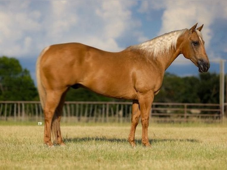 American Quarter Horse Gelding 14 years 15 hh Palomino in Weatherford, TX