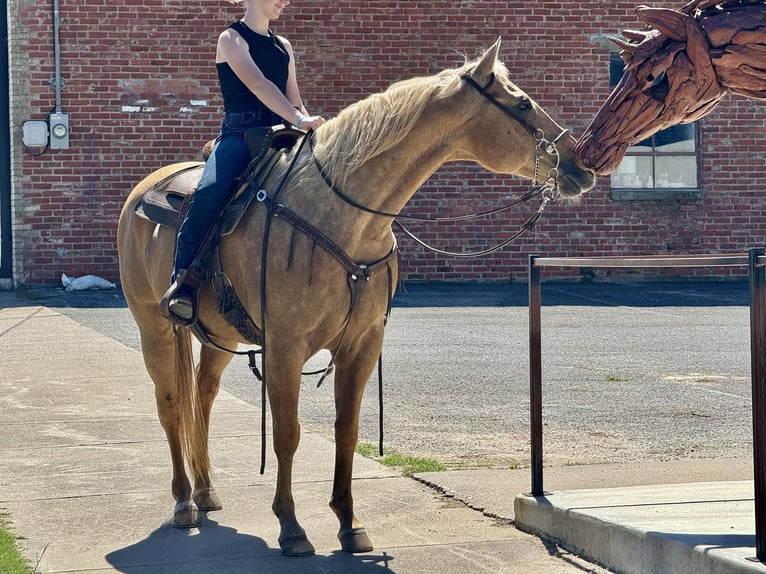 American Quarter Horse Gelding 14 years 15 hh Palomino in Weatherford, TX