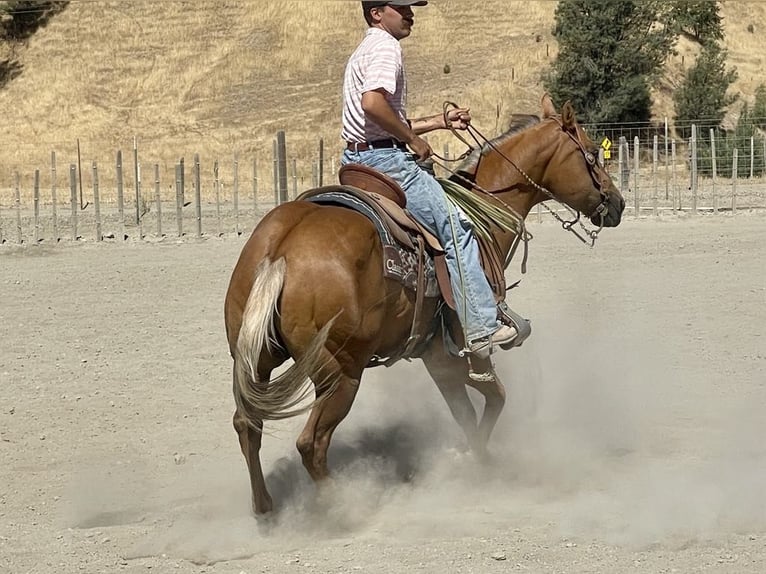 American Quarter Horse Gelding 14 years 15 hh Palomino in Paicines CA