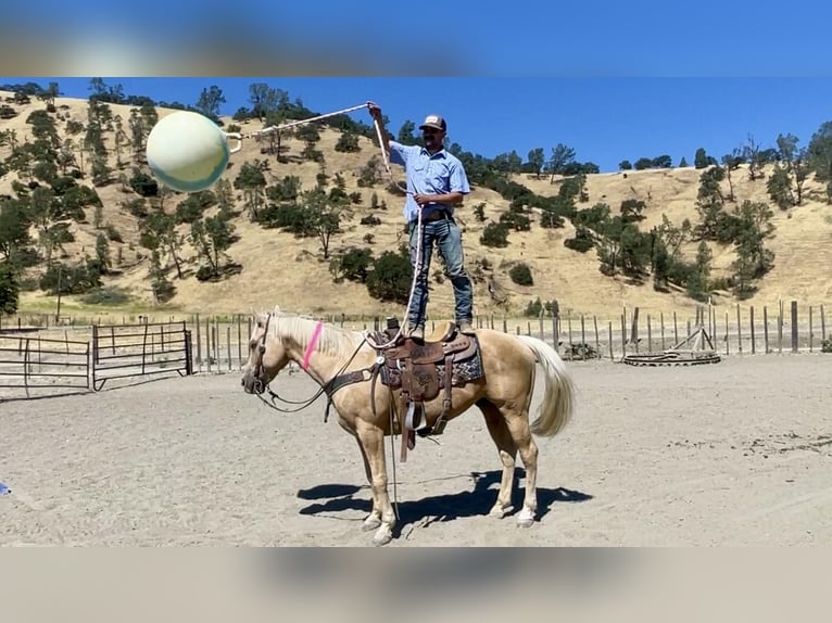 American Quarter Horse Gelding 14 years 15 hh Palomino in Paicines CA