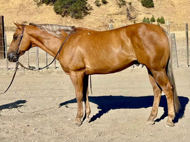 American Quarter Horse Gelding 14 years 15 hh Palomino in Paicines CA