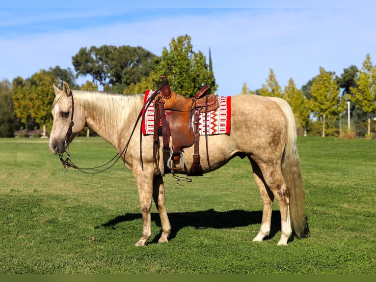 American Quarter Horse Gelding 14 years 15 hh Palomino in Pleasant Grove CA