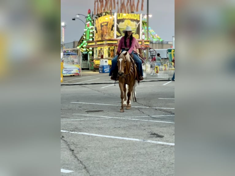 American Quarter Horse Gelding 14 years 15 hh Palomino in Stephenville TX