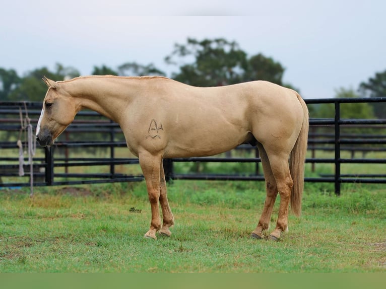 American Quarter Horse Gelding 14 years 15 hh Palomino in Willis Point TX