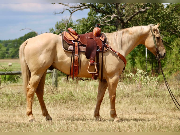 American Quarter Horse Gelding 14 years 15 hh Palomino in Willis Point TX