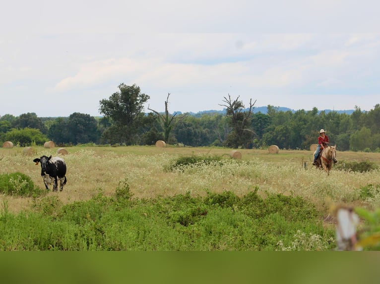 American Quarter Horse Gelding 14 years 15 hh Palomino in Willis Point TX