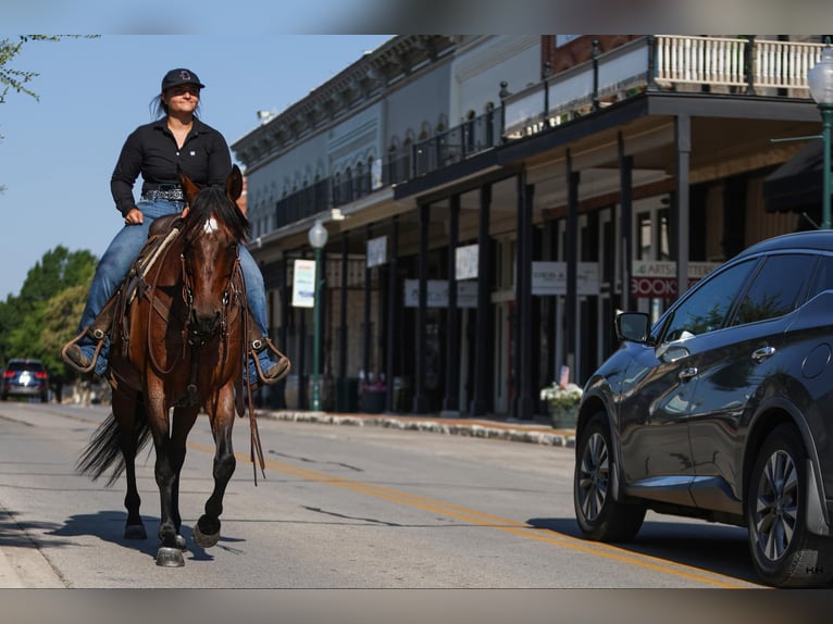 American Quarter Horse Gelding 14 years 15 hh Roan-Bay in Granbury TX