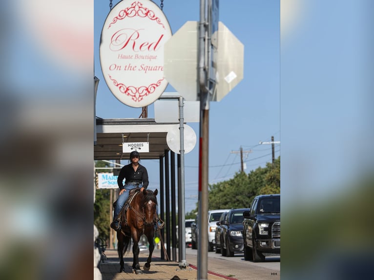 American Quarter Horse Gelding 14 years 15 hh Roan-Bay in Granbury TX