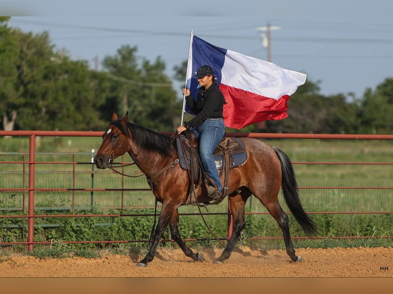 American Quarter Horse Gelding 14 years 15 hh Roan-Bay in Granbury TX