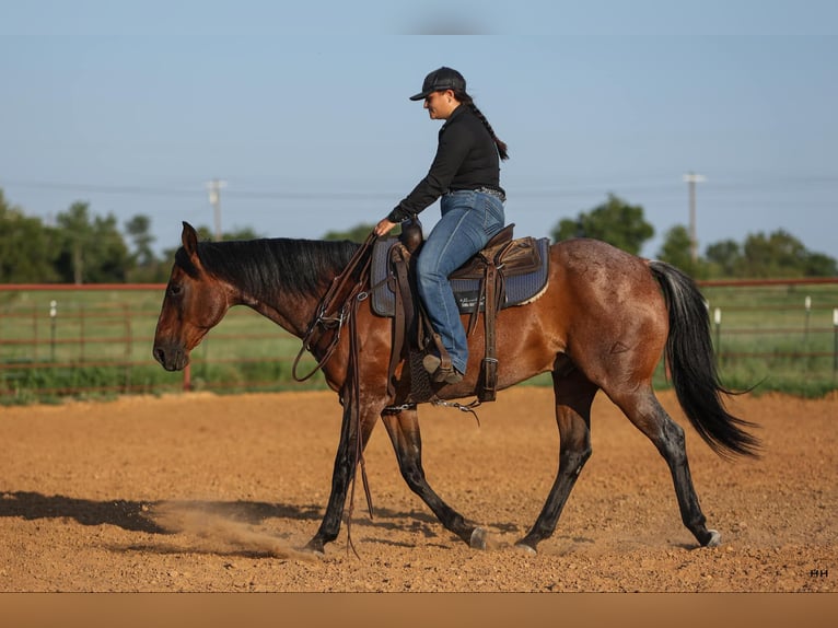 American Quarter Horse Gelding 14 years 15 hh Roan-Bay in Granbury TX