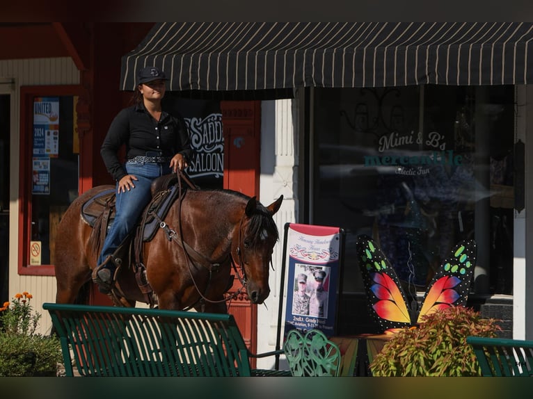 American Quarter Horse Gelding 14 years 15 hh Roan-Bay in Granbury TX