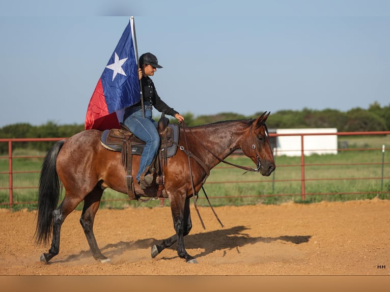 American Quarter Horse Gelding 14 years 15 hh Roan-Bay in Granbury TX