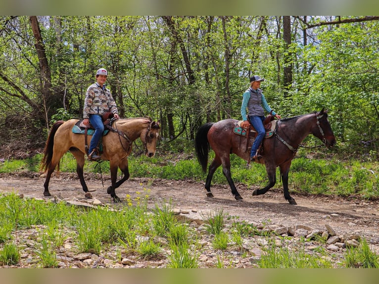 American Quarter Horse Gelding 14 years 15 hh Roan-Bay in Hillsboro KY