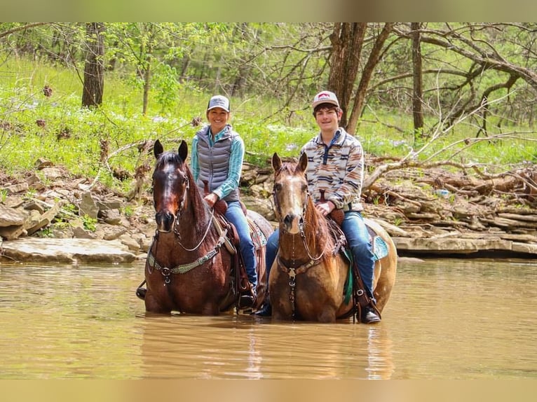 American Quarter Horse Gelding 14 years 15 hh Roan-Bay in Hillsboro KY