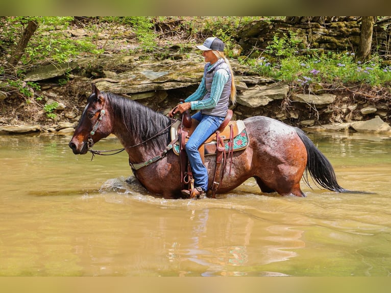 American Quarter Horse Gelding 14 years 15 hh Roan-Bay in Hillsboro KY