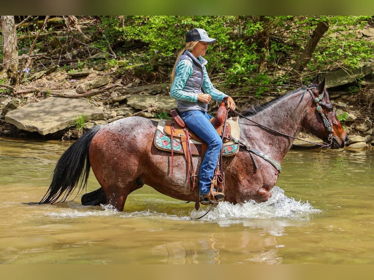 American Quarter Horse Gelding 14 years 15 hh Roan-Bay in Hillsboro KY