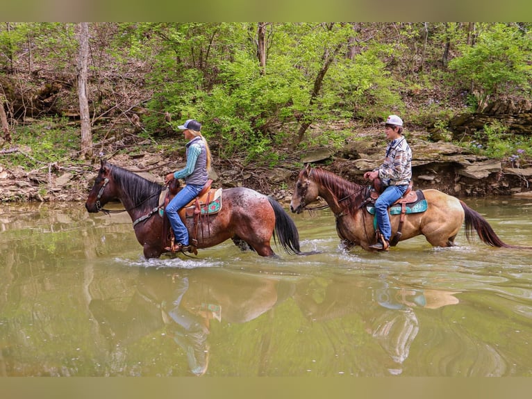 American Quarter Horse Gelding 14 years 15 hh Roan-Bay in Hillsboro KY