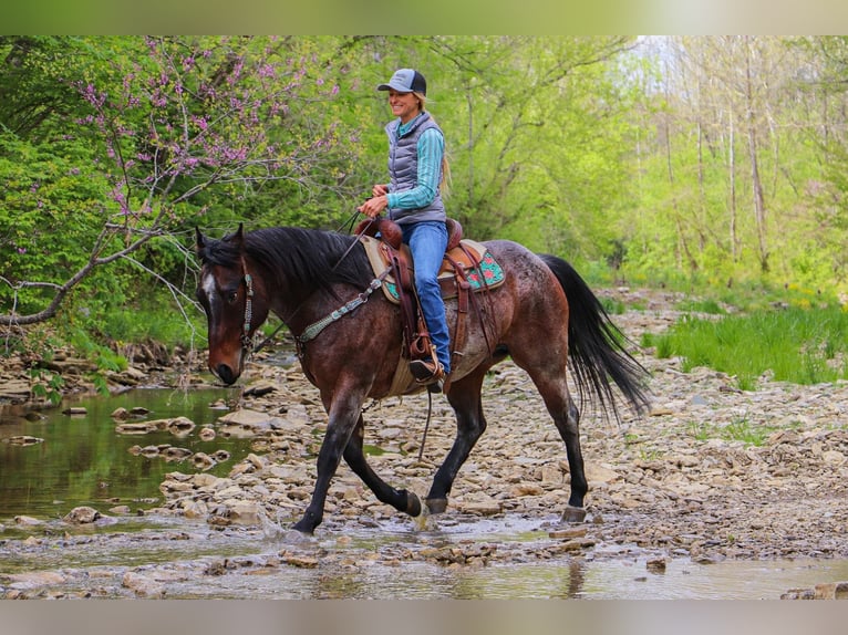 American Quarter Horse Gelding 14 years 15 hh Roan-Bay in Hillsboro KY