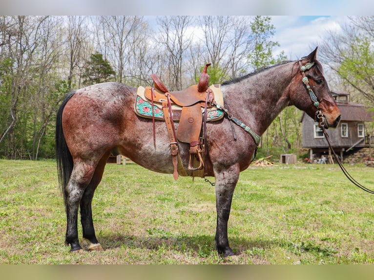 American Quarter Horse Gelding 14 years 15 hh Roan-Bay in Hillsboro KY