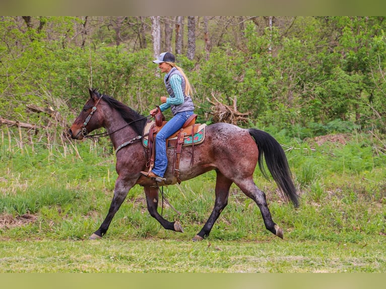 American Quarter Horse Gelding 14 years 15 hh Roan-Bay in Hillsboro KY