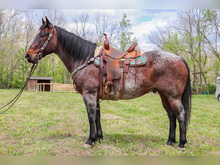 American Quarter Horse Gelding 14 years 15 hh Roan-Bay in Hillsboro KY