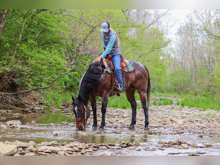 American Quarter Horse Gelding 14 years 15 hh Roan-Bay in Hillsboro KY