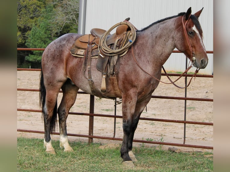 American Quarter Horse Gelding 14 years 15 hh Roan-Bay in Rusk TX