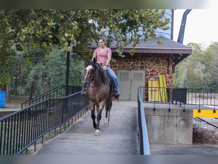 American Quarter Horse Gelding 14 years 15 hh Roan-Bay in Rusk TX