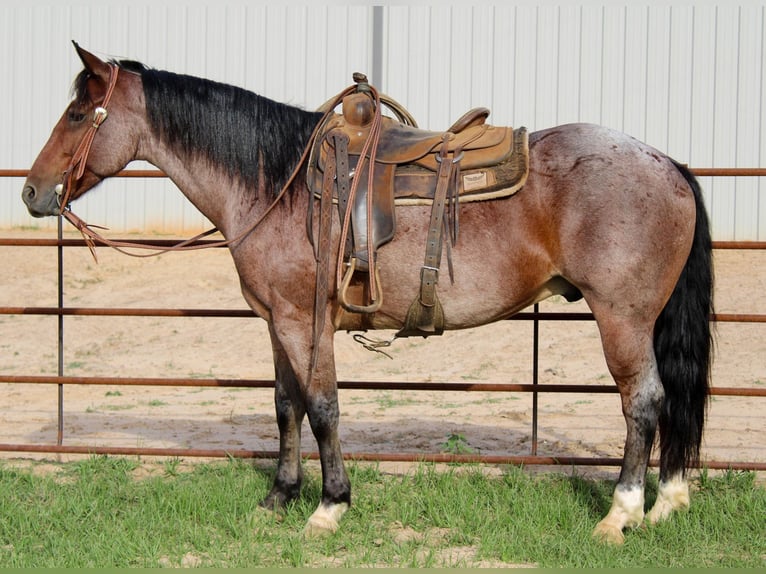 American Quarter Horse Gelding 14 years 15 hh Roan-Bay in Rusk TX