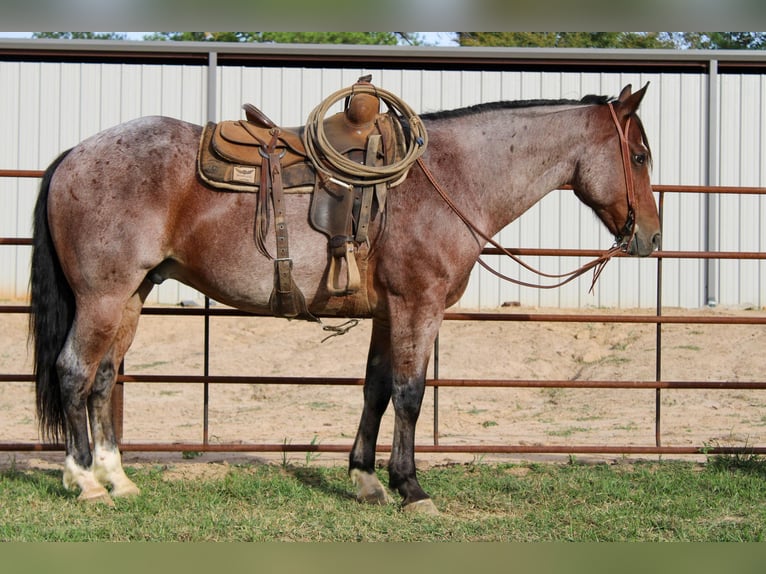 American Quarter Horse Gelding 14 years 15 hh Roan-Bay in Rusk TX