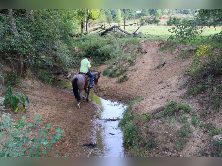 American Quarter Horse Gelding 14 years 15 hh Roan-Bay in Rusk TX