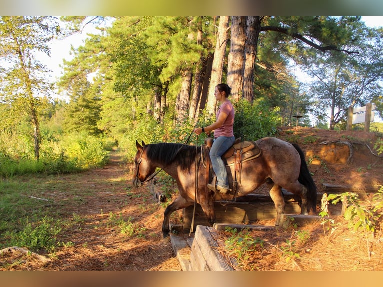 American Quarter Horse Gelding 14 years 15 hh Roan-Bay in Rusk TX