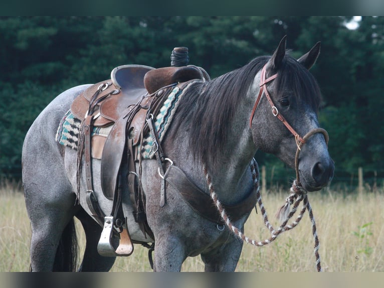 American Quarter Horse Gelding 14 years 15 hh Roan-Blue in North Judson IN