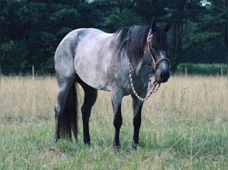 American Quarter Horse Gelding 14 years 15 hh Roan-Blue in North Judson IN