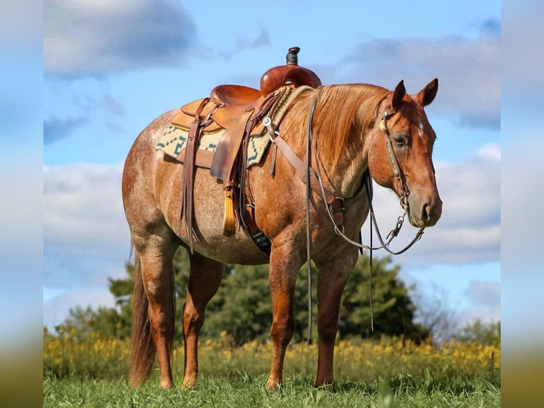 American Quarter Horse Mix Gelding 14 years 15 hh Roan-Red in Clarion, PA
