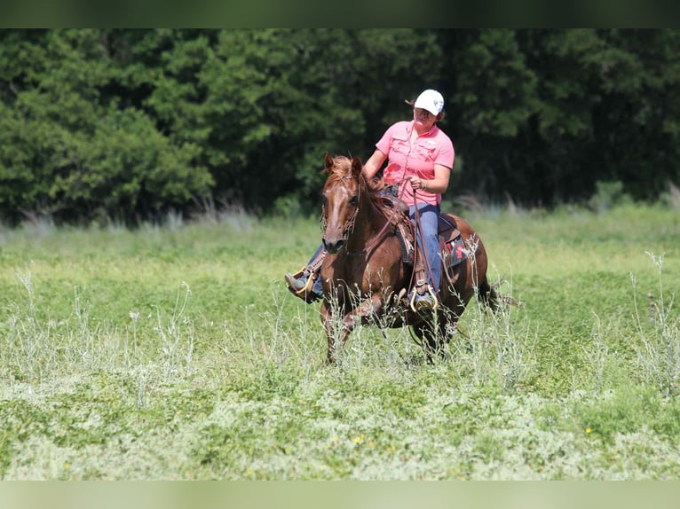 American Quarter Horse Gelding 14 years 15 hh Roan-Red in lipan Tx