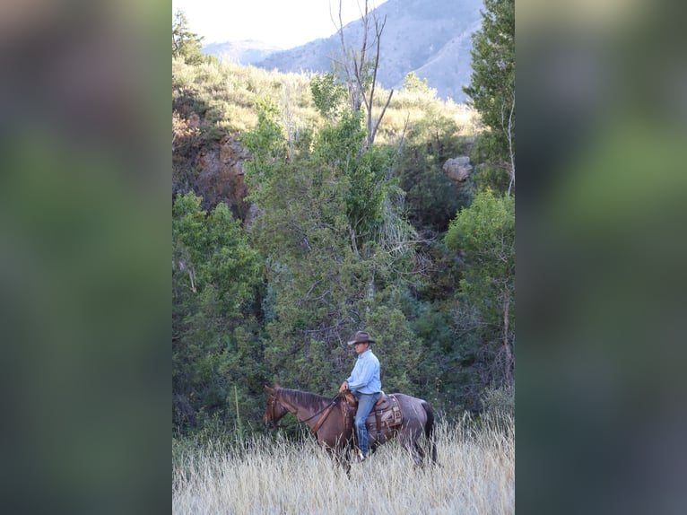 American Quarter Horse Gelding 14 years 15 hh Roan-Red in Nunn CO
