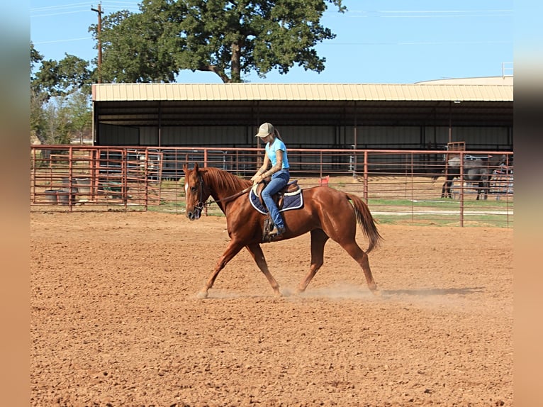 American Quarter Horse Gelding 14 years 15 hh Sorrel in Stephenville TX