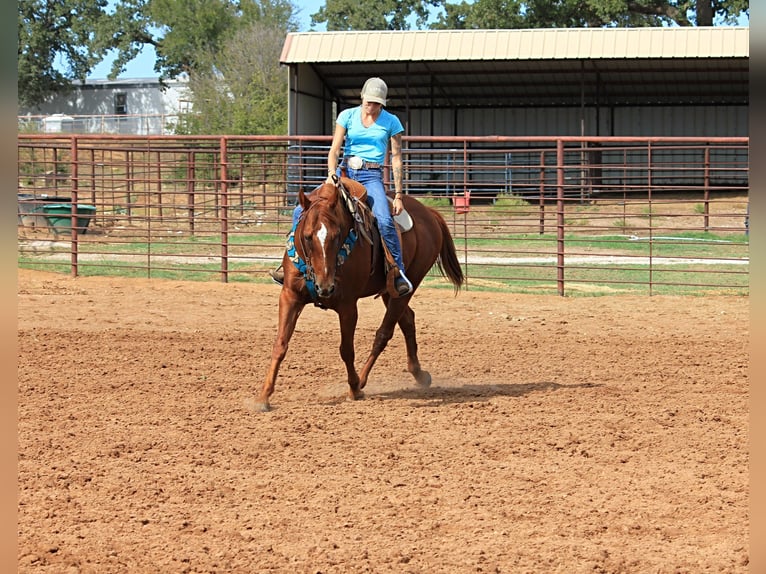 American Quarter Horse Gelding 14 years 15 hh Sorrel in Stephenville TX